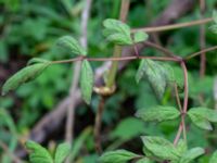 Paeonia suffruticosa Hasseldal, Stenshuvud, Simrishamn, Skåne, Sweden 20190501_0062