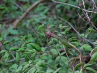 Paeonia suffruticosa Hasseldal, Stenshuvud, Simrishamn, Skåne, Sweden 20190501_0063