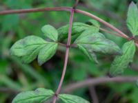 Paeonia suffruticosa Hasseldal, Stenshuvud, Simrishamn, Skåne, Sweden 20190501_0065