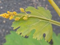 Macleaya × kewensis Lilla Tomegatan 2, Lund, Skåne, Sweden 20240619_0095