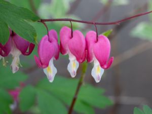 Lamprocapnos spectabilis - Bleeding Heart - Löjtnantshjärta