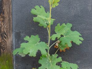 Macleaya cordata - Five-seeded Plume-poppy - Vippvallmo