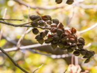 Paulownia tomentosa Bakhchysarai, Crimea, Russia 20150913_0121