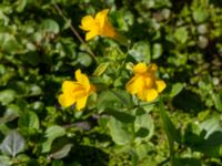 Mimulus guttatus Storahult, Vejbystrand, Båstad, Skåne, Sweden 20200725_0132