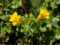 Mimulus guttatus Storahult, Vejbystrand, Båstad, Skåne, Sweden 20200725_0133