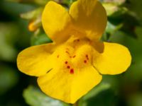 Mimulus guttatus Storahult, Vejbystrand, Båstad, Skåne, Sweden 20200725_0134