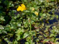 Mimulus guttatus Storahult, Vejbystrand, Båstad, Skåne, Sweden 20200725_0136