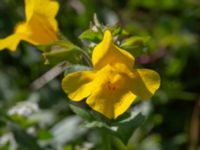 Mimulus guttatus Storahult, Vejbystrand, Båstad, Skåne, Sweden 20200725_0143