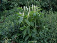 Phytolacca acinosa Lokstallarna, Malmö, Skåne, Sweden 20160625_0001