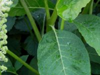 Phytolacca acinosa Lokstallarna, Malmö, Skåne, Sweden 20160625_0003