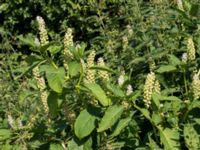 Phytolacca acinosa Lokstallarna, Malmö, Skåne, Sweden 20160725_0052