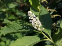 Phytolacca acinosa Lokstallarna, Malmö, Skåne, Sweden 20160725_0053