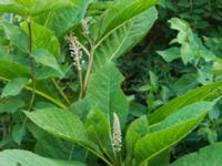 Phytolacca acinosa Ribersborg, Malmö, Skåne, Sweden 20120618 039