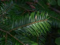 Abies alba Björket, Västra Ljungby, Kristianstad, Skåne, Sweden 20180914_0159