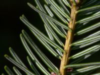 Abies alba Björket, Västra Ljungby, Kristianstad, Skåne, Sweden 20180914_0163