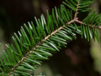 Abies balsamea Havraljunga, Hässleholm, Skåne, Sweden 20190504_0158