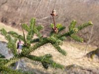 Abies cephalonica 200 m SSE Tommarp, Kristianstad, Skåne, Sweden 20180408_0122