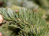 Abies cephalonica 200 m SSE Tommarp, Kristianstad, Skåne, Sweden 20180408_0124