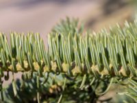 Abies cephalonica 200 m SSE Tommarp, Kristianstad, Skåne, Sweden 20180408_0125