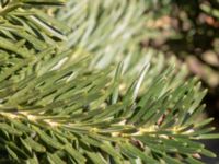 Abies cephalonica 200 m SSE Tommarp, Kristianstad, Skåne, Sweden 20180408_0128