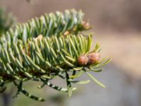 Abies cephalonica 200 m SSE Tommarp, Kristianstad, Skåne, Sweden 20180408_0129