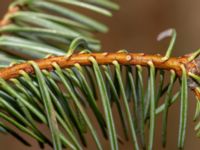 Abies concolor Hällevik, Simrishamn, Skåne, Sweden 20181124_0015