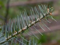 Abies concolor Sockenvägen 45, Maglehem, Kristianstad, Skåne, Sweden 20190501_0139