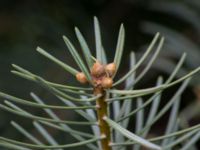 Abies concolor Sockenvägen 45, Maglehem, Kristianstad, Skåne, Sweden 20190501_0143