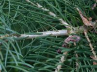 Abies concolor Sockenvägen 45, Maglehem, Kristianstad, Skåne, Sweden 20190501_0145