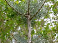 Abies concolor Sockenvägen 45, Maglehem, Kristianstad, Skåne, Sweden 20190501_0146