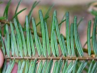 Abies forrestii Arkelstorpsvägen 134, Kristianstad, Skåne, Sweden 20190501_0162