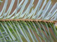 Abies forrestii Arkelstorpsvägen 134, Kristianstad, Skåne, Sweden 20190501_0167