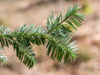 Abies grandis Stubbarp, Höganäs, Skåne, Sweden 20170411_0017