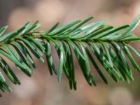 Abies grandis Stubbarp, Höganäs, Skåne, Sweden 20170411_0022