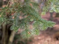 Abies grandis Stubbarp, Höganäs, Skåne, Sweden 20170411_0027