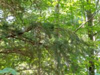 Abies holophylla Skäftekärr, Böda, Borgholm, Öland 20180809_0073