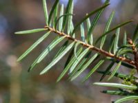 Abies holophylla Skogstorp, 140 m SO Järahus, Höör, Skåne, Sweden 20180408_0068