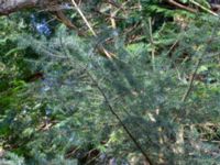 Abies holophylla Skogstorp, 140 m SO Järahus, Höör, Skåne, Sweden 20180408_0073