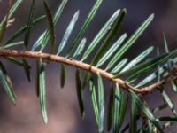 Abies holophylla Skogstorp, 140 m SO Järahus, Höör, Skåne, Sweden 20180408_0075