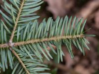 Abies homolepis Boalt, Värsjö, Hässleholm, Skåne, Sweden 20170411_0051