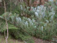 Abies koreana NV Flinkagården, Örkelljunga, Skåne, Sweden 20170411_0043