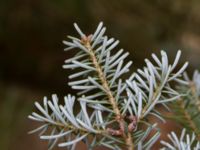 Abies koreana NV Flinkagården, Örkelljunga, Skåne, Sweden 20170411_0046