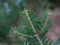 Abies koreana NV Flinkagården, Örkelljunga, Skåne, Sweden 20170411_0049