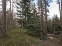 Abies koreana NV Flinkagården, Örkelljunga, Skåne, Sweden 20170411_IMG_0702