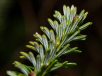 Abies koreana Tunisborg f.d. plantskola, Lund, Skåne, Sweden 20220917_0039