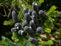 Abies koreana Vitsippsdalen, Göteborg, Västergötland, Sweden 20190716_0393