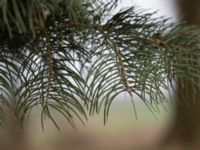 Abies lowiana Solgården, Käglinge, Malmö, Skåne, Sweden 20161229_0024