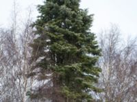 Abies lowiana Solgården, Käglinge, Malmö, Skåne, Sweden 20161229_0037