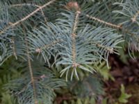 Abies lowiana Strandbaden, Falsterbohalvön, Velinge, Skåne, Sweden 20170406_0002