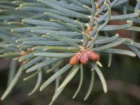 Abies lowiana Strandbaden, Falsterbohalvön, Velinge, Skåne, Sweden 20170406_0003